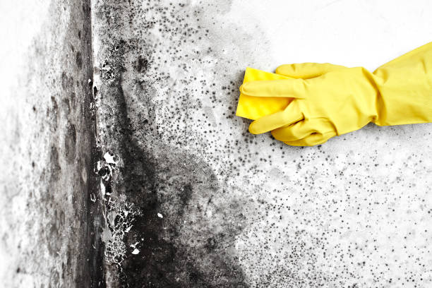 Best Black Mold Removal  in New Franklin, OH