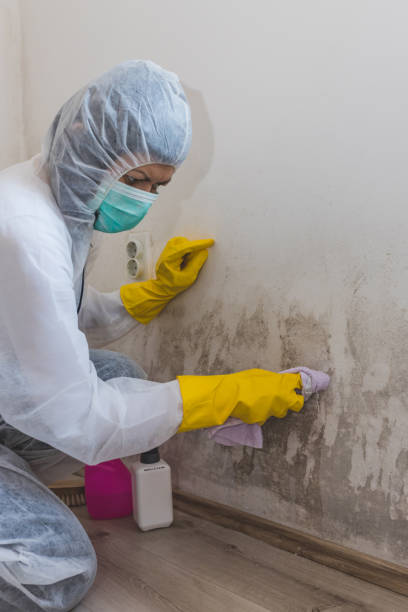 Best Commercial Mold Inspection  in New Franklin, OH